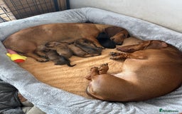 Dachshund dogs for sale: Standard dachshund puppies in Crawley - Image 6