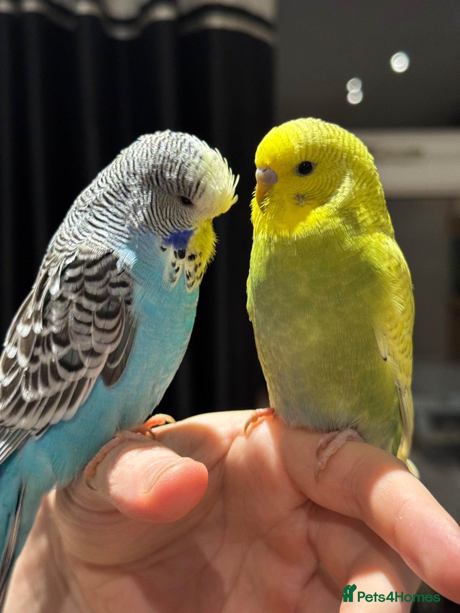 Budgerigars birds 2 budgies with cage and toys - Advert 1