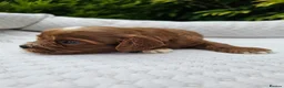 Cavapoo dogs for sale: Cavapoo puppies (toy)DNA CLEAR - Advert 12