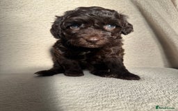 Cockapoo dogs for sale: F1B cockapoos - Image 8