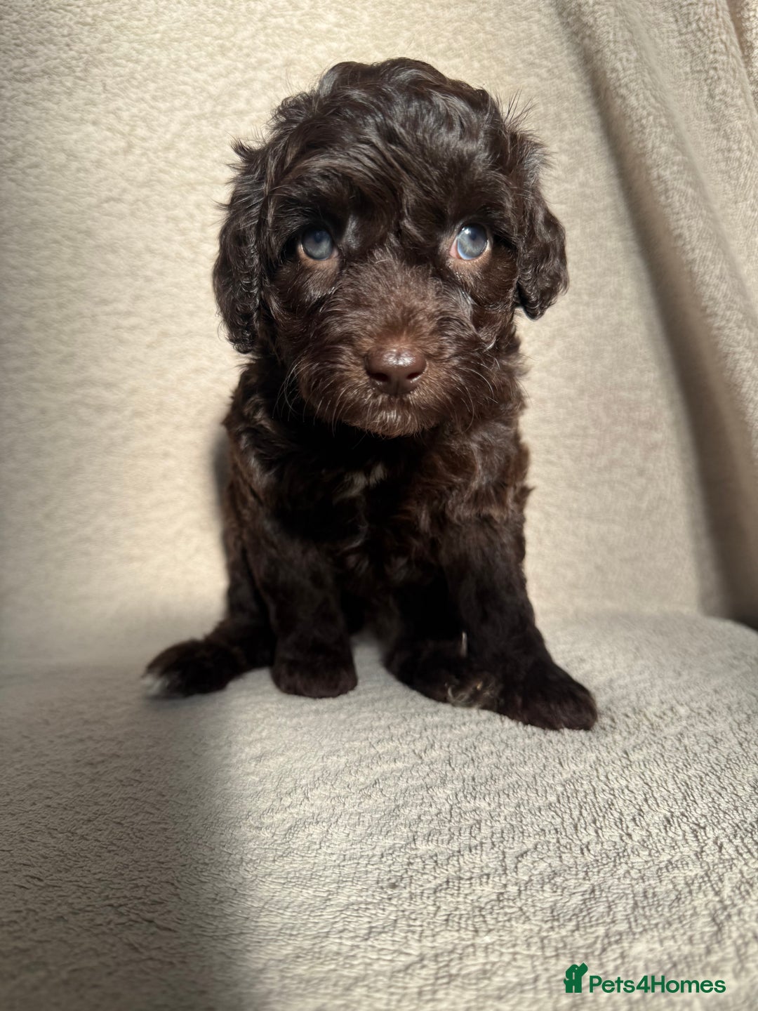 Cockapoo dogs for sale: F1B cockapoos - Image 8