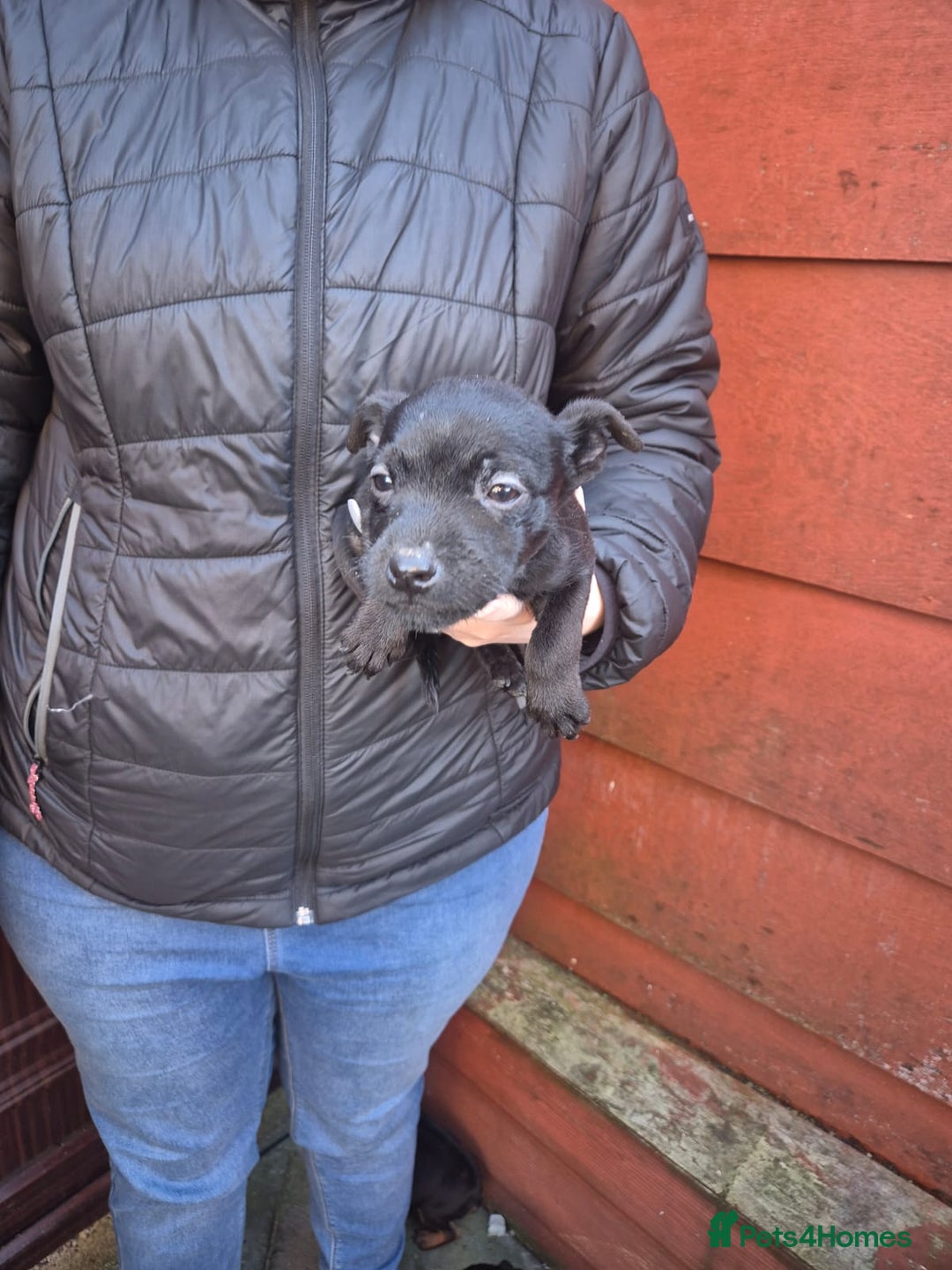 Patterdale Terrier dogs for sale: Patterdale Puppies - Advert 2
