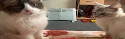 Mixed Breed cats for sale: Affectionate Kitten in London - Advert 1