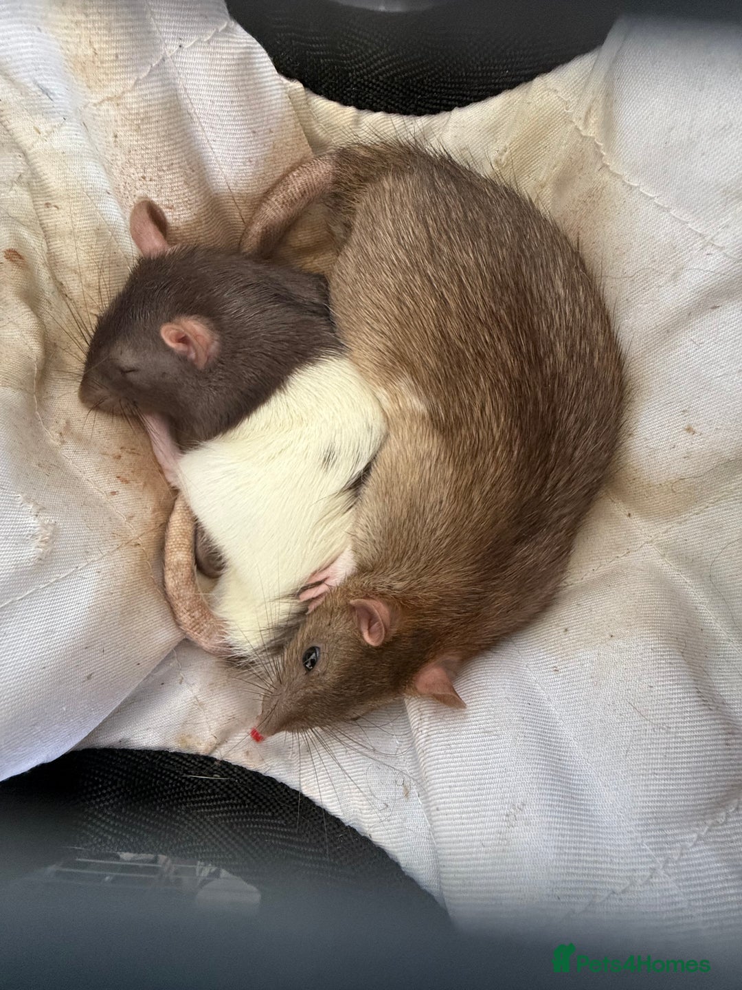 Rat rodents for sale: Baby rats for sale - Image 2