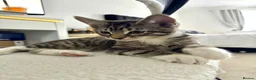 Abyssinian cats for sale: 2/6 LEFT - Abyssinian Tabby Kittens!!! - Advert 3