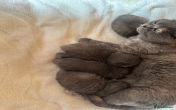 British Shorthair cats for sale: British Shorthair kittens 🐈‍⬛ - Image 2