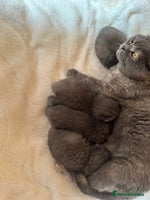 British Shorthair cats - Advert 1