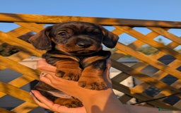 Dachshund dogs for sale: KC Register Standard Wirehaired Dachshund Puppies in Lincoln - Image 17