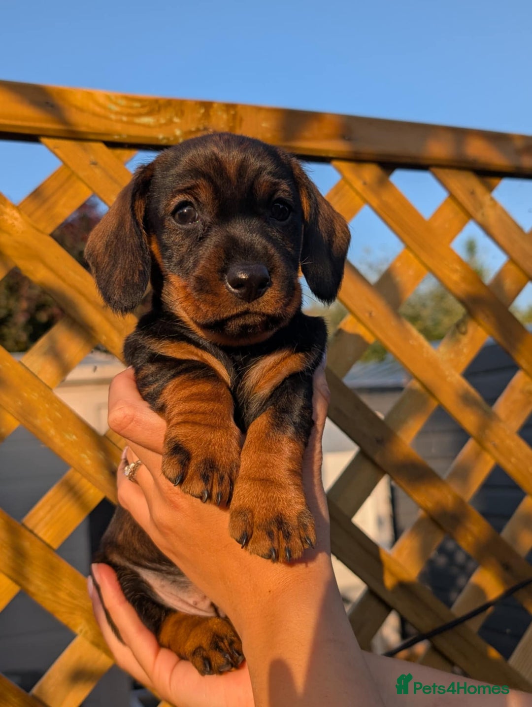 Dachshund dogs for sale: KC Register Standard Wirehaired Dachshund Puppies in Lincoln - Image 17