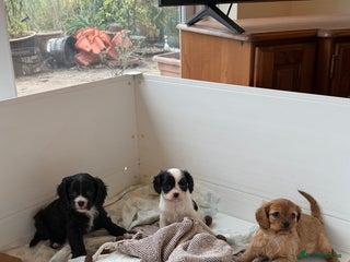 Cavapoo dogs Stunning cavapoo puppies ready 9th January - Advert 1