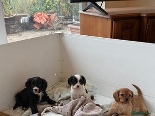 Cavapoo dogs Stunning cavapoo puppies ready 9th January - Advert 15