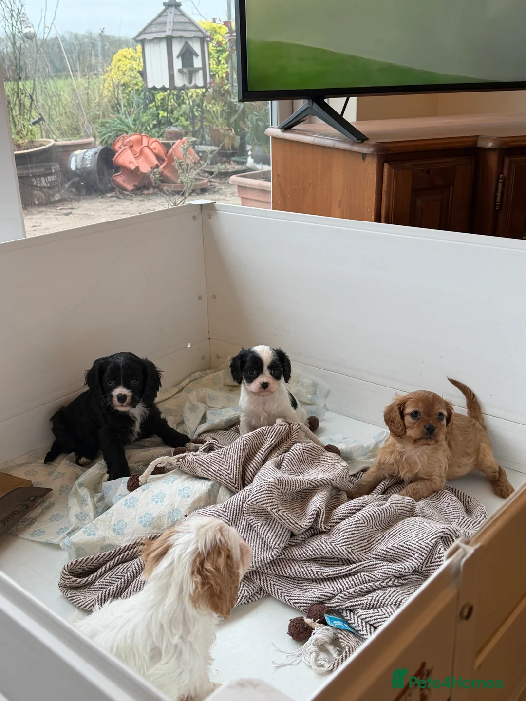 Cavapoo dogs for sale: Stunning cavapoo puppies ready 9th January  - Advert 1