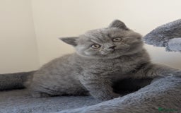 British Shorthair cats for sale: Lilac and Black British Shorthair kittens  - Image 6