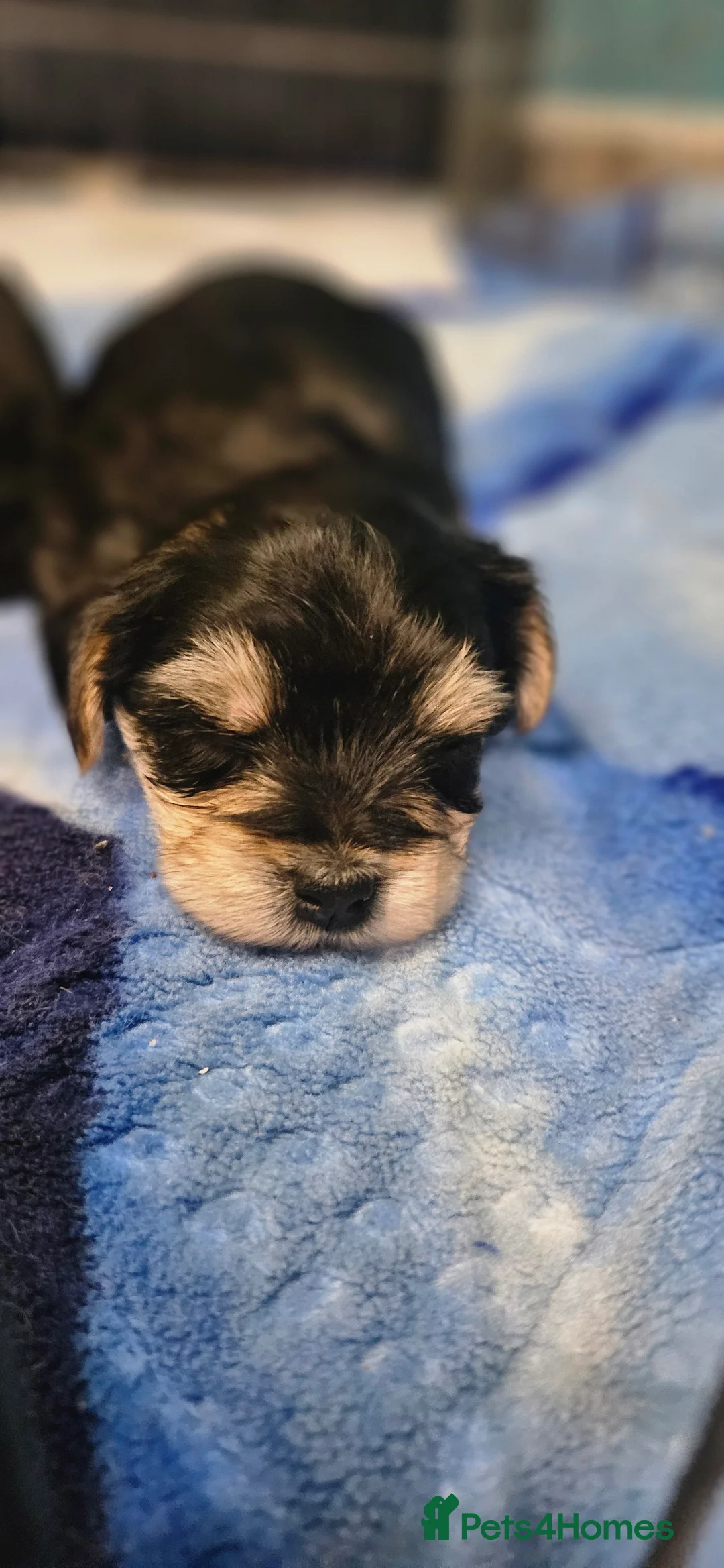 Morkie dogs for sale: Morkies - Advert 3