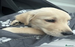 Golden Retriever dogs for sale: Quality Golden Retriever Puppy - Image 2