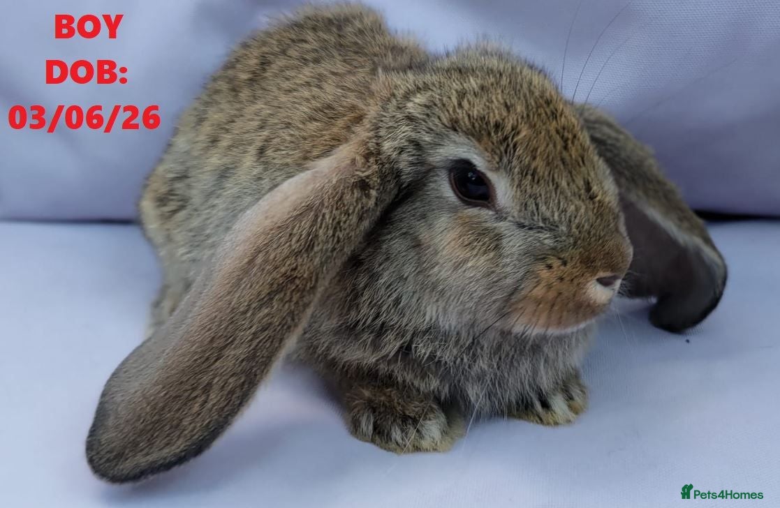 Mixed Breed rabbits Friendly Mini Lop x French Lop Mix Ready MUST READ - Advert 2