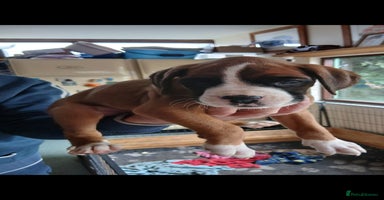 Boxer dogs - Advert 6
