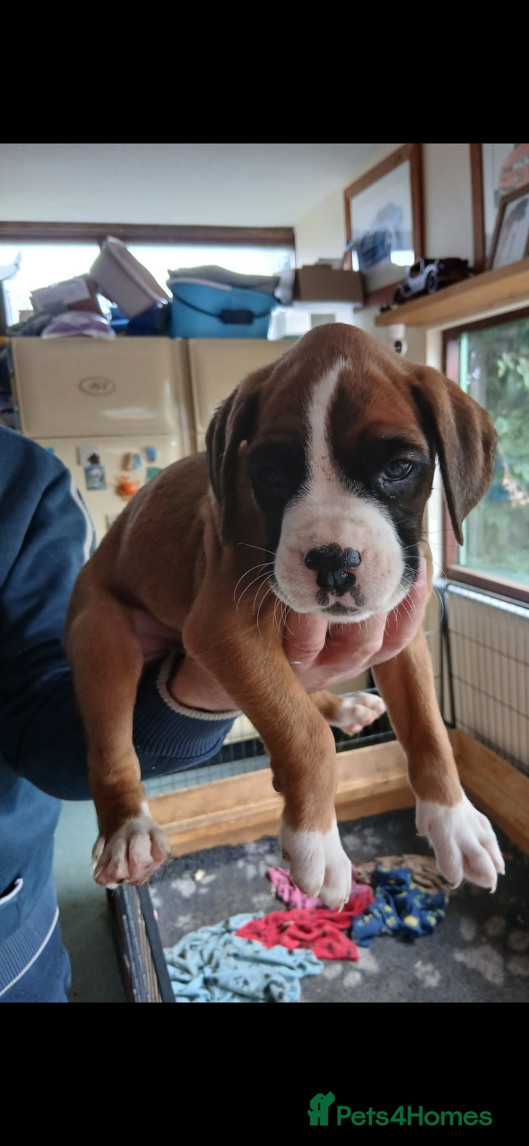Boxer dogs for sale: Stunning kc registered boxer pups - Image 2