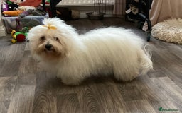 Coton De Tulear dogs for sale: Coton de Tulear Girls - Image 10