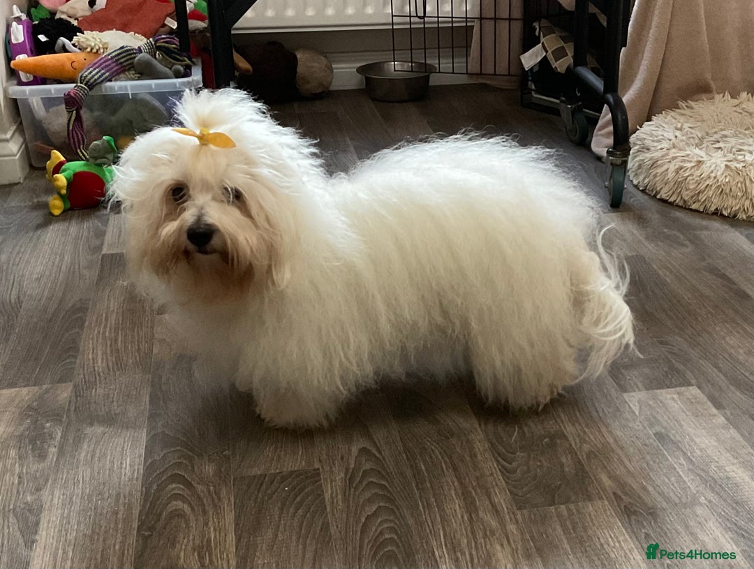 Coton De Tulear dogs for sale: Coton de Tulear Girls - Image 10