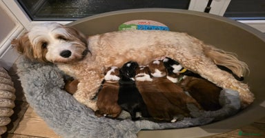 Tibetan Terrier dogs KC Registered Tibetan Terrier Puppies  - Advert 9