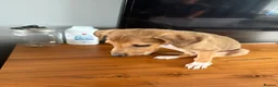 Mixed Breed dogs for sale: Saluki collie grey  in Middlesbrough - Advert 3