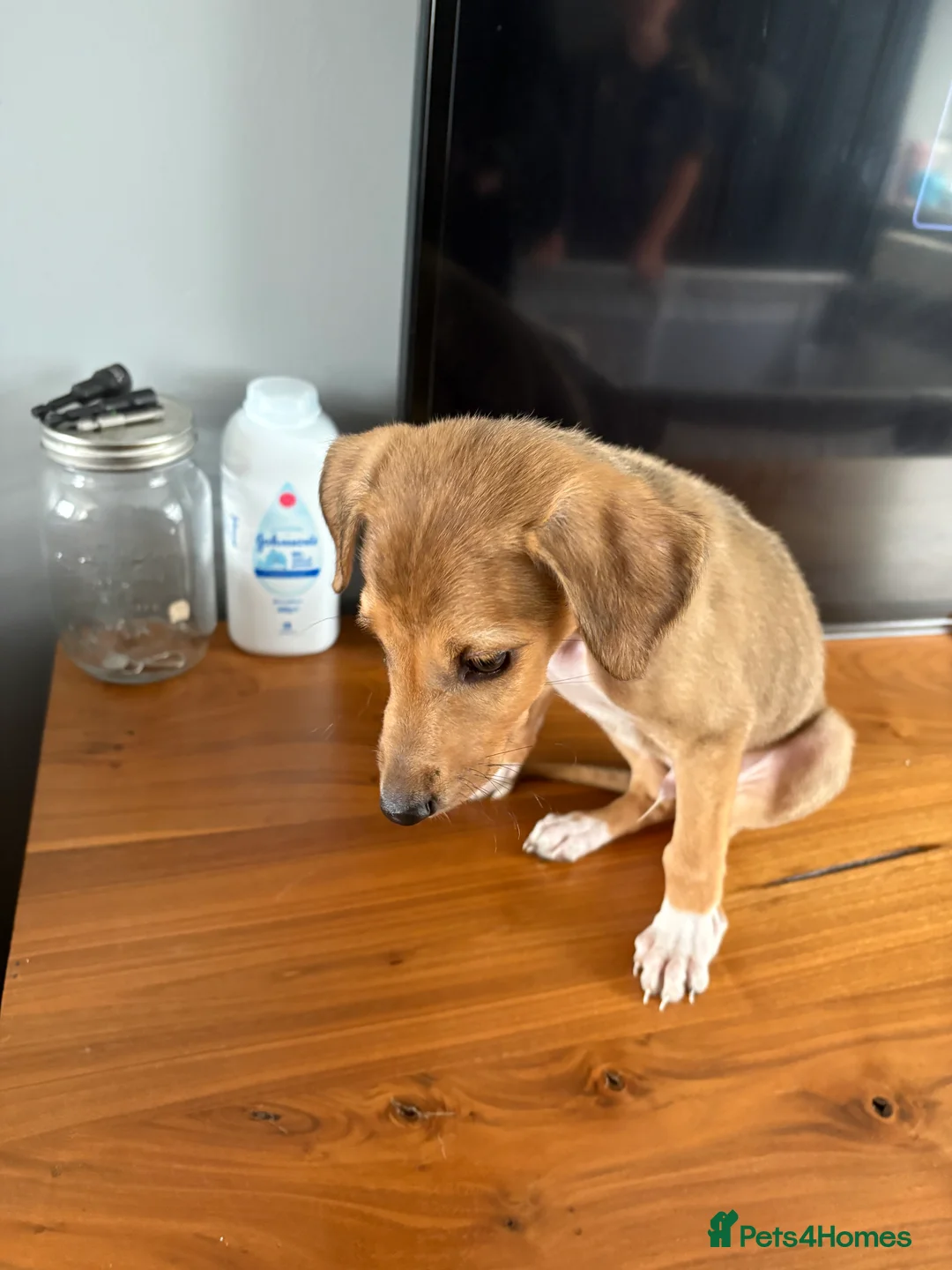 Mixed Breed dogs for sale: Saluki collie grey  in Middlesbrough - Advert 3
