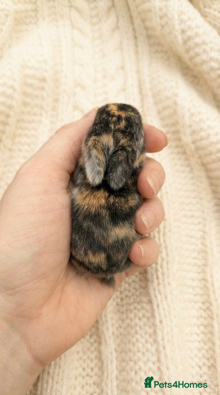 Mini Lop rabbits Stunning Mini Lop Babies Ready To Reserve 🐰🤍✨ - Advert 21