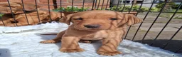 Labrador Retriever dogs for sale:  Working Labrador puppies - Advert 5