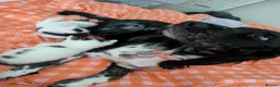 Domestic Shorthair cats for sale: Lovely boy kitten  in Basingstoke - Advert 3