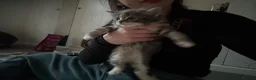 British Longhair cats for sale: 1 Fluffy kitten - Advert 4