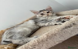 Maine Coon cats for sale: Gorgeous white and silver/torie female Maine coon - Image 2