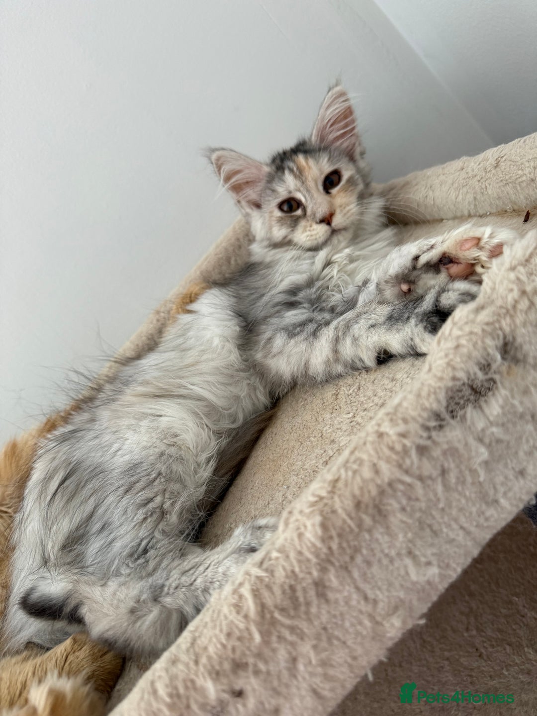 Maine Coon cats for sale: Gorgeous white and silver/torie female Maine coon - Image 2