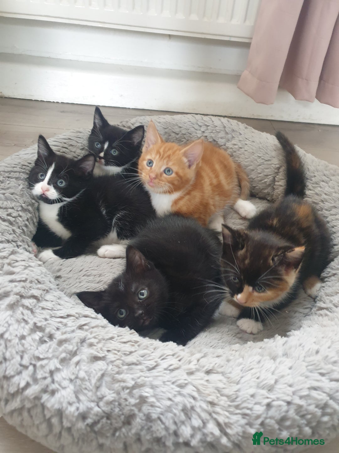 Domestic Shorthair cats for sale: Beautiful Kittens  - Image 4