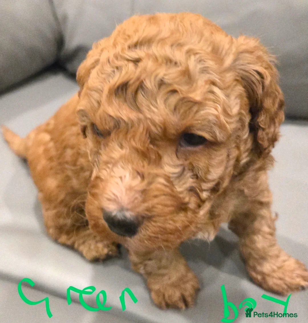 Mixed Breed dogs for sale: Beautiful Health Tested Poochon Cross Puppies  - Advert 12