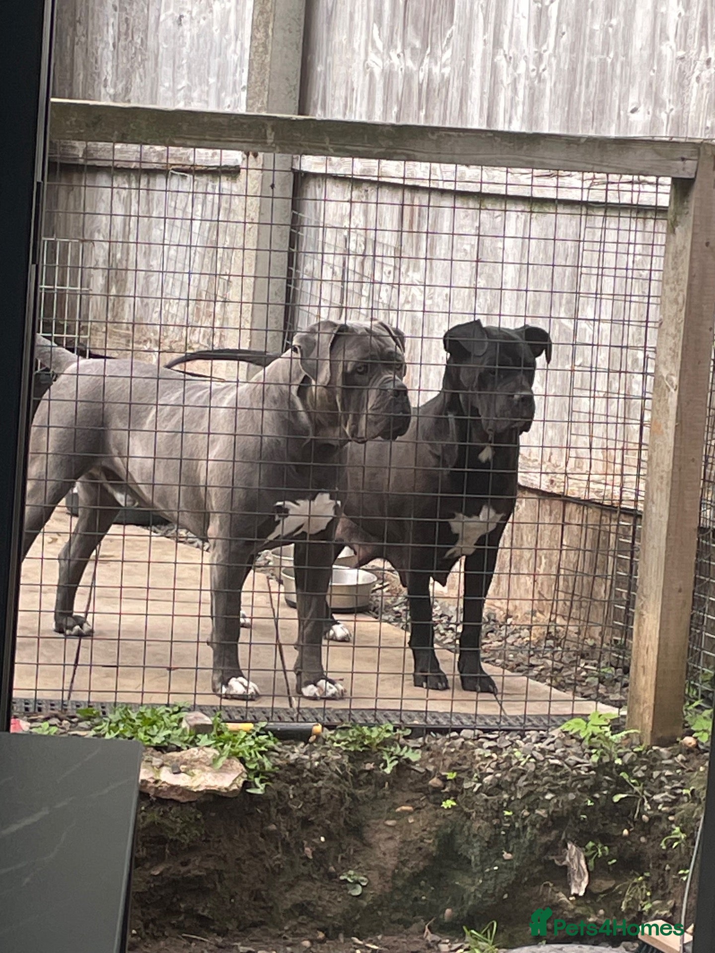 Cane Corso dogs DeBella Cane Corso Pups - Advert 1