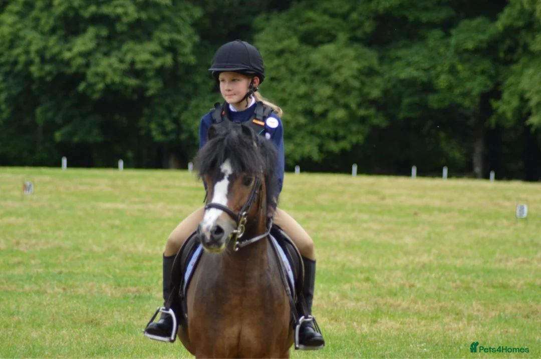 Welsh Section A horses for sale: Smart 12h competition pony  in Cumnock - Advert 2