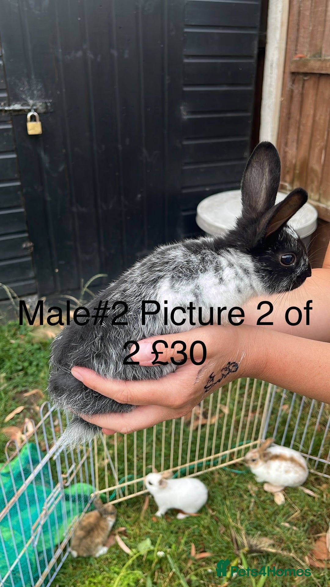English Spot rabbits for sale: 9 x Adorable baby rabbits for sale  - Image 4