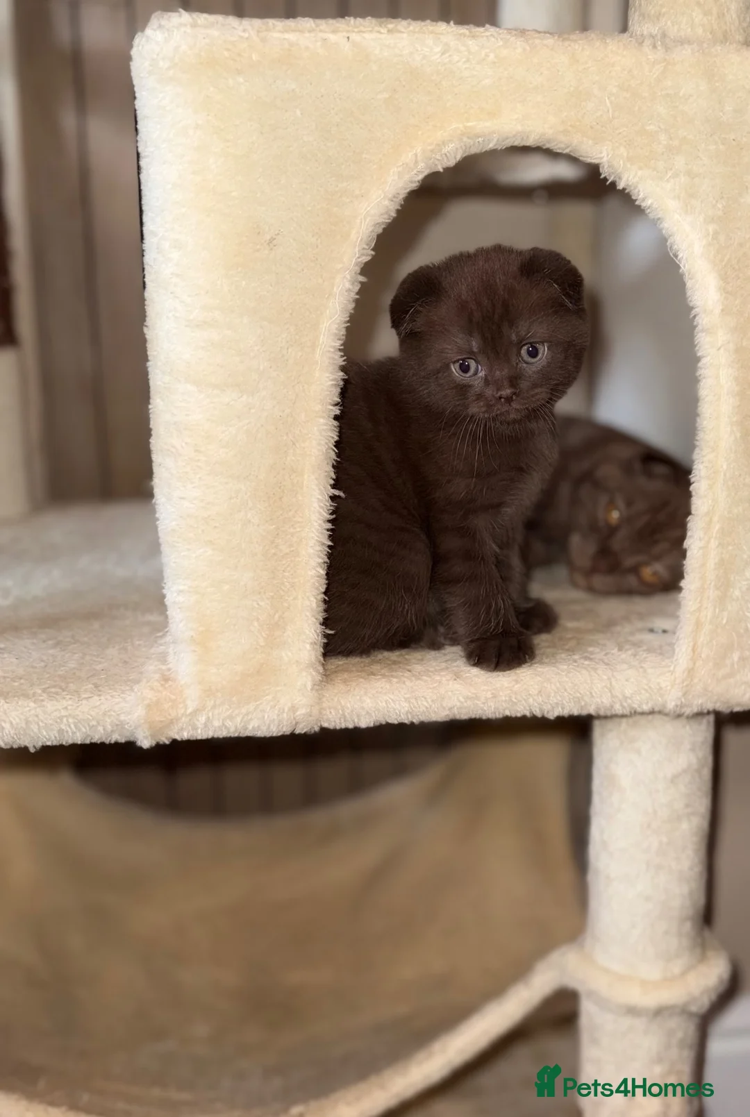 Mixed Breed cats for sale: Scottish Fold × British Shorthair Kittens - Advert 2