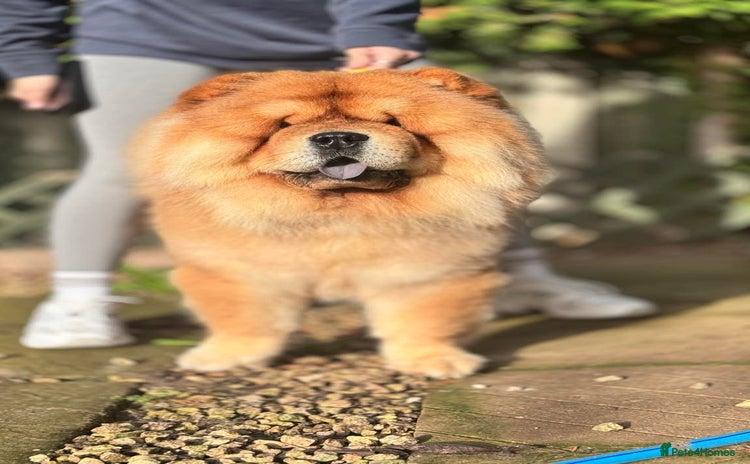 Chow Chow dogs KC registered Red Chow Chow for Stud  - Advert 1