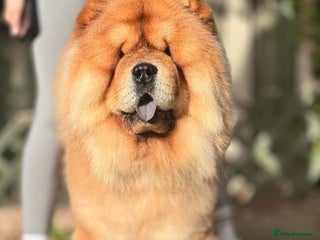 Chow Chow dogs KC registered Red Chow Chow for Stud - Advert 8