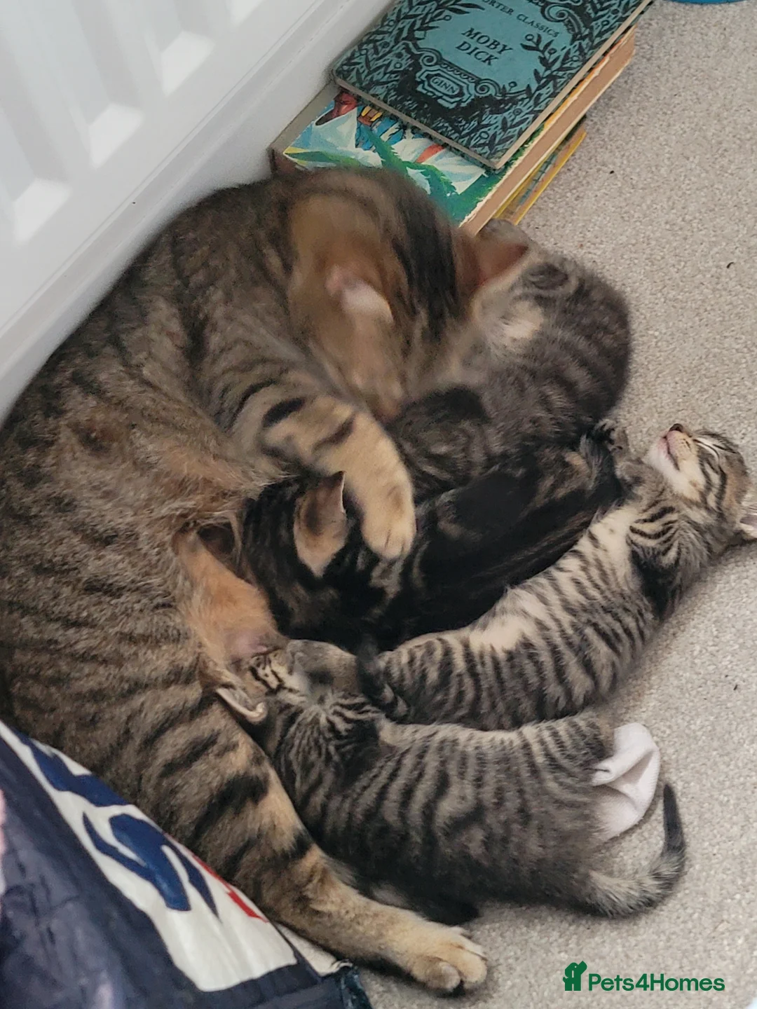 Mixed Breed cats for sale: Kittens ready now - Advert 2