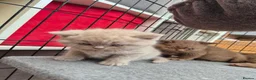 British Shorthair cats for sale: British shorthair kittens fawn and chocolate males - Advert 2