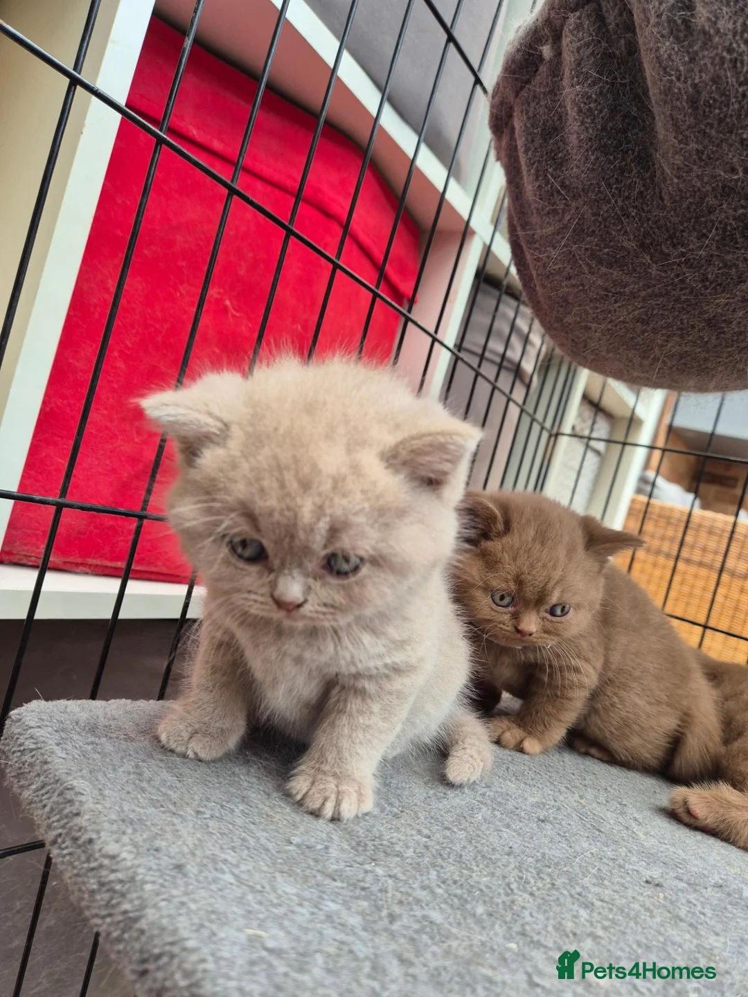 British Shorthair cats for sale: British shorthair kittens fawn and chocolate males - Advert 2