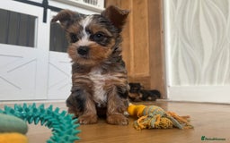 Yorkshire Terrier dogs for sale: Chocolate Merle yorkshire terrier  - Image 7