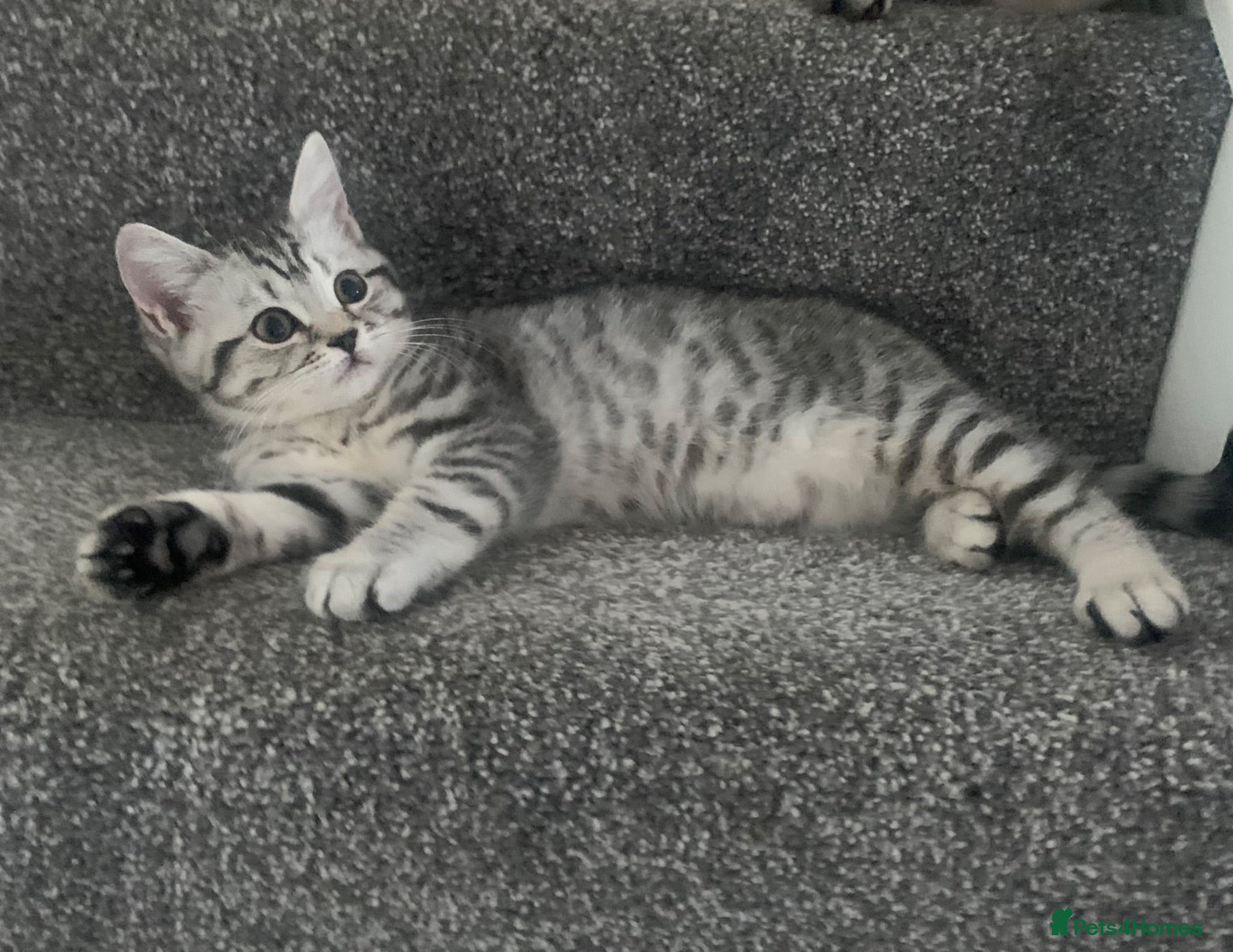 British Shorthair cats Beautiful silver spotted  tabbies - Advert 2