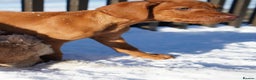 Hungarian Vizsla dogs for sale: Beautiful Fully Trained KC Hungarian Vizsla Puppy - Advert 7