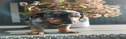 Dachshund dogs for sale: Dachshund  - Advert 4