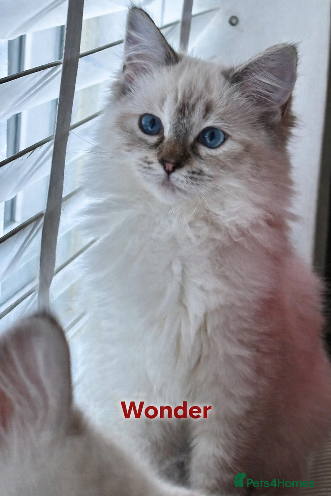 Ragdoll cats for sale: GCCF registered lynx girls ready - Advert 6