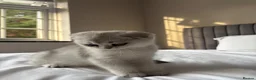 Scottish Fold cats for sale: Pure Scottish Fold Kitten  - Advert 5